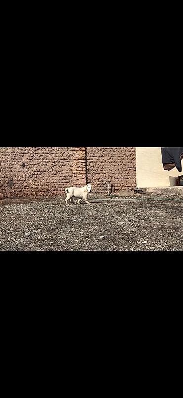 Quşlar: Satışda: ağ rəngli iri cüssəli balalar (2 ədəd) Xüsusiyyətlər: - — 6