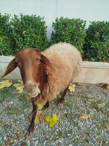 SalamQala qoyunları satılır. bir ana bala bir tek qoyun. quzu disidi