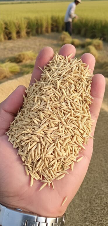 kvars qumu qiyməti: 6 ton təmiz düyü qabığı – cəmi 1200 manat! 🚛 Çatdırılma daxil! ✅ — 1