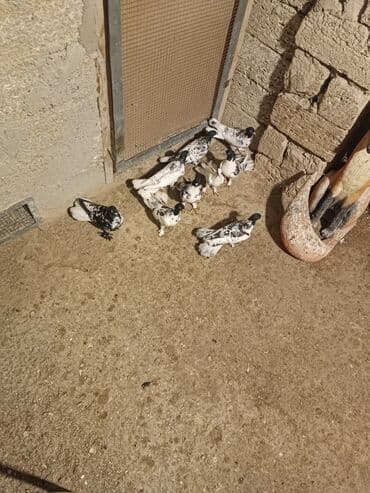 Məhsul: Evdə bəslənən göyərçinlər (qrup halında) Təsvir: - Rəng