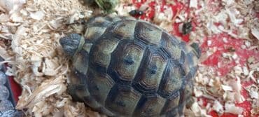 рынок животных в баку: Rus quru tısbağaları– evdə saxlanılan, sakit və az qayğı tələb edən — 2