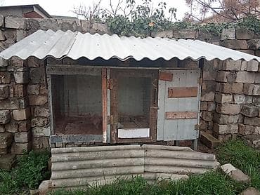 ucuz goyərcin: Satıram kredit mümkündür 4 dənə klıatka — 4