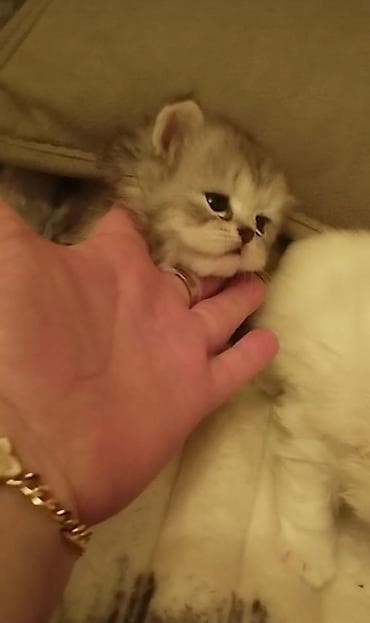 heyvan bazari: Şinşilla, Erkək, Dişi — 4