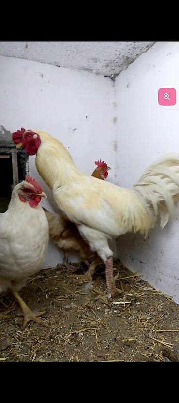 it satislari: Toyuq, Damazlıq, Ödənişli çatdırılma — 2