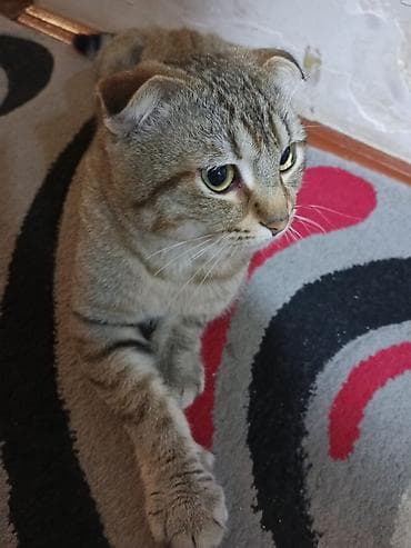 Şotland, Erkək, Cütləşmə üçün, Ödənişli çatdırılma
