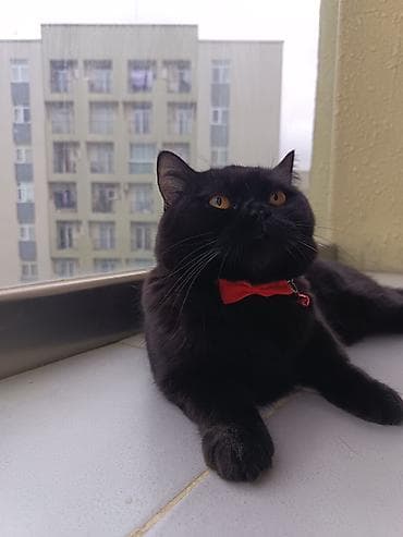 Şotland, Erkək, Cütləşmə üçün