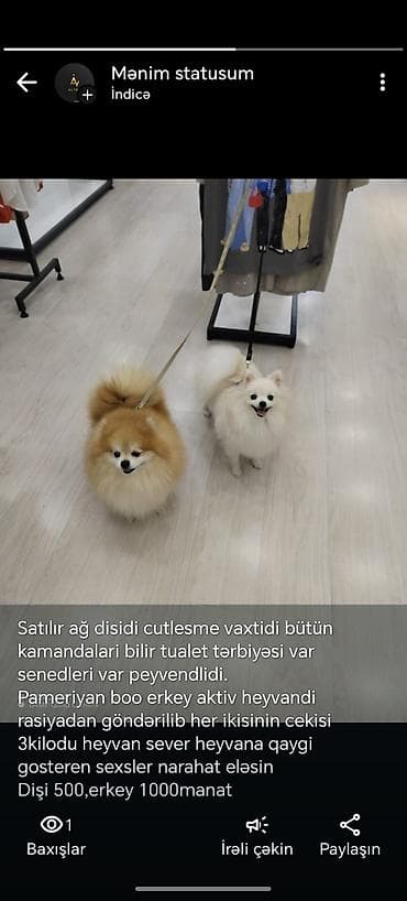 Şpitz, 4 il, Dişi, Sənədli, Ünvandan götürmə lalafo.az -da Şpitz, 4 il, Dişi, Sənədli, Ünvandan götürmə