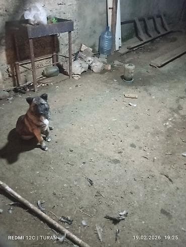 iran coban iti: 3aylig Dişi Tam saglam — 2