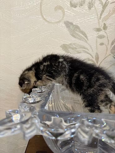 ev itləri: Şotland yastı qulaq, Erkək, Dişi, Yaxşı əllərə, Ünvandan götürmə, Pulsuz çatdırılma, Ödənişli çatdırılma — 7