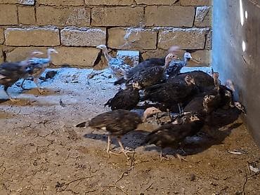 hinduşka quba: Amerkan Branzer Hinduşka sürüsü – damazlıq və ətlik 1 disi 1 erkek 20 — 4