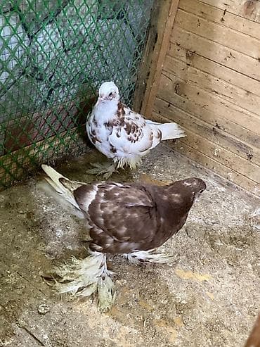 dekorativ quslar: Ayağı tüklü ağ-qırmızı göyərçin Barter edərəm başqa cür dekor — 1