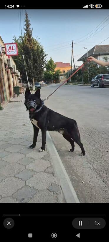 tok coban: Alman çoban iti, 3 ay, Erkek — 13