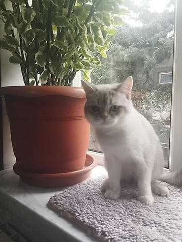 british cat: Britan — 4