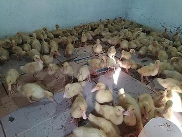 Original Pekin order balalari 1 gunluk, aprelin 2 ne olacaq isteyen