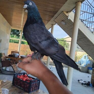 heyvanlara verilen adlar: 13 hoyercin ve 5 eded baladir cemi 18 goyercindir balalar ozlerinindir — 7