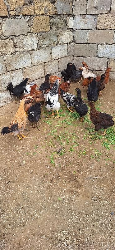 Toyuq cücələri, Damazlıq, Ödənişli çatdırılma