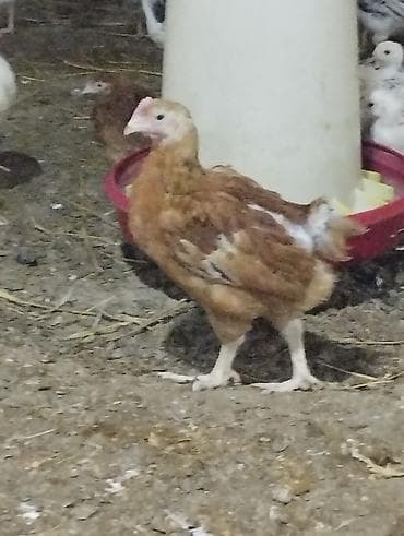 toyug cuce: Toyuq cücələri, Ətlik — 1