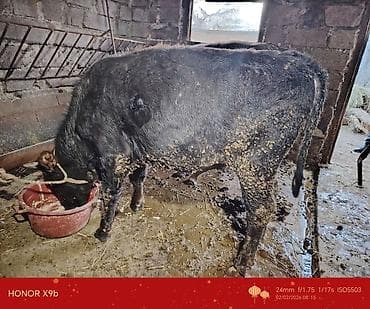 Akvariumlar: Saxlamağa gedən erkək dana satılır buzov danasıdı yaşı olmayıb 2-3 — 3