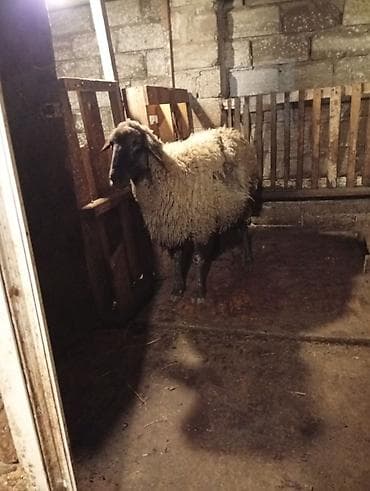 qoyun yanıbala: Sağlam heyvandilar - Növ: yerli qoyun (qısa/quyruqlu tip), sürü — 1