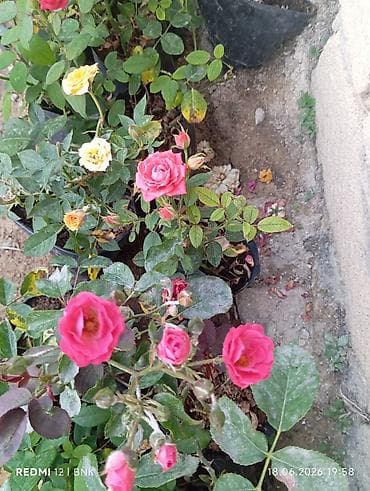 tulpan gulleri: Miniatür qızılgül kolları (qapda əkilmiş) - Çeşid: mini/qrup — 4