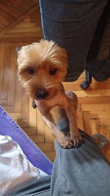 ov itleri: Yorkşir teryer, 10 ay, Erkek, Peyvəndli — 5