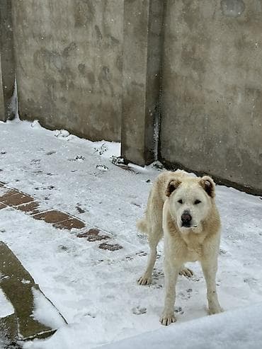 it ucun evler: Alabay, 2 il, Erkek, Peyvəndli — 4