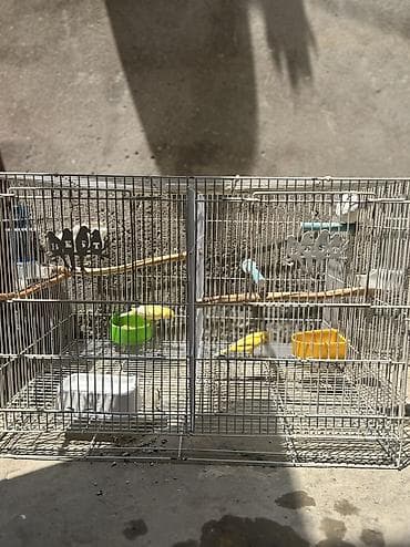 pit bul: Bülbül Kanarya quşları cütdülər erkəy oxuyur qızğın quşlardır kim — 6