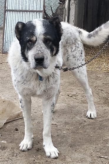 sibir itleri: Alabay, 3 il, Erkek, Peyvəndli, Ödənişli çatdırılma — 3