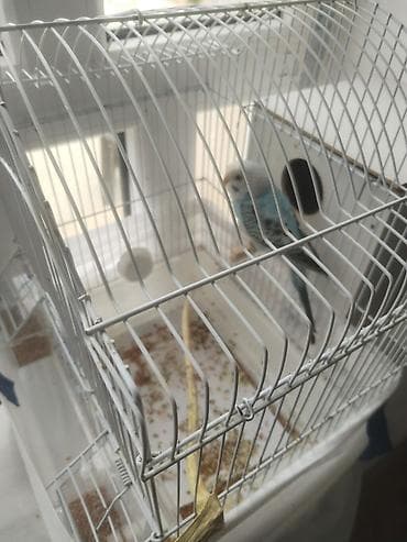 quş yemləri: Adi simondu yeyib içen oğlndi. Ele xaiş minetnen gelir. Yerin bilen — 2