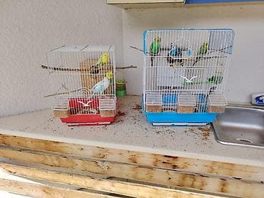 bala afçarka: ​🦜 SAĞLAM VƏ BAXIMLI TUTUQUŞULAR SATILIR! ​Ev şəraitində böyüdülmüş — 5