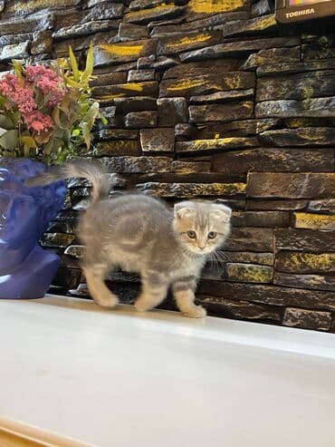 мейн кун купить в баку: Şotland, Dişi, Yaxşı əllərə, Ünvandan götürmə — 4