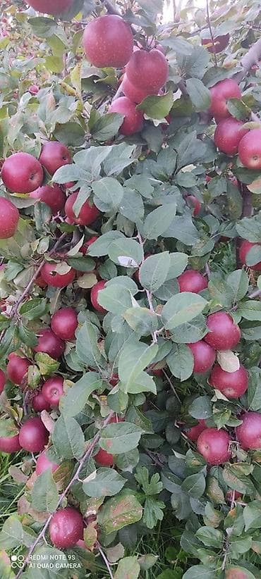 bağ alətləri: 🍎 Satılır Bağ – Qızıləhməddi Alma Bağı🍎 Əla fürsət! Məhsuldar və — 6