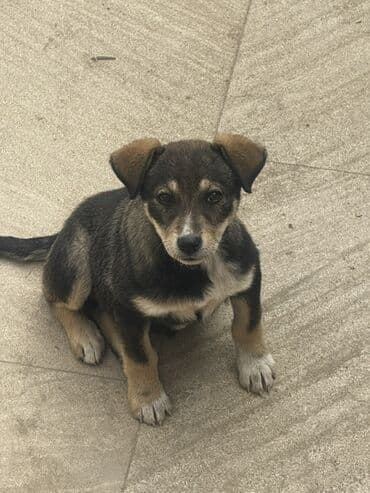 husky balaları: 3 ay, Peyvəndli — 1