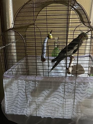 dekarativ quşlar: Nimfa (Cockatiel) və qəfəs dəsti Tam sağlan quşdu həmişə vitaminli — 3