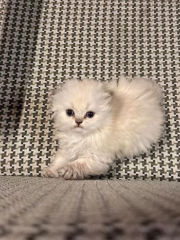 lalafo pisik: Britan — 9