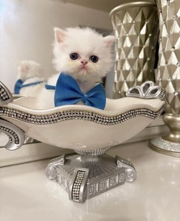 ağ pişik cinsləri: Ekzot, Erkək — 2