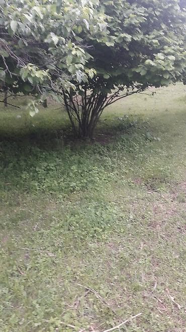 kafe arenda 2021: 20 соток — 2