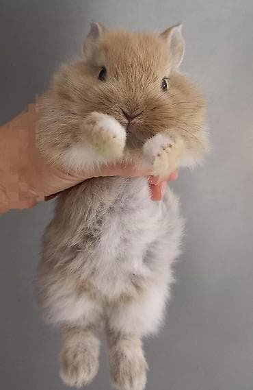 Salam.tuklu dovsanlar. boyumeyen cinsler. şirin ve uşaqlarin sevimli