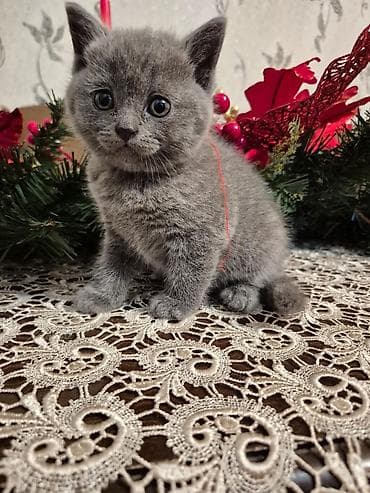 heyvanlar pişik: Boz tüklü, qısa xəzli balaca pişik balası təqdim olunur. - Yumşaq — 5
