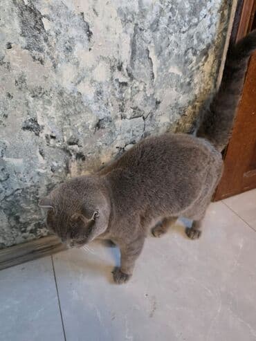 Volkswagen: Şotland, Dişi, Yaxşı əllərə — 5