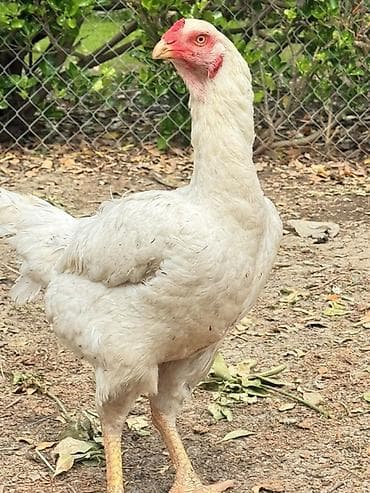 sort toyuq: Toyuq, Yumurtalıq — 2