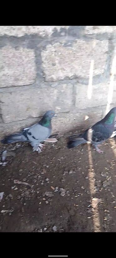 Ev göyərçinləri – iki ədəd - Rəng: biri açıq boz (boz qanadlar, qara