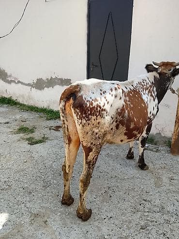 Heyvanlar: Məhsul: Xallı inək (dişi) Təsvir: - Rəng: ağ-qəhvəyi fonda qara-ağ — 5