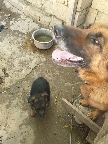 kanqal iti: Alman çoban iti, 1 ay, Dişi — 4
