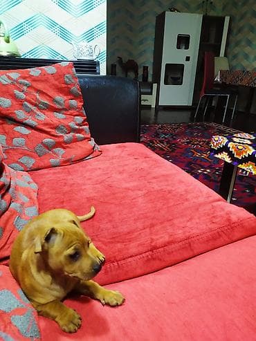 cins at: Balaca it balası – qızılı-qəhvəyi rəngdə, qısa tüklü, bərk bədən — 2