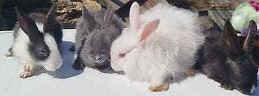 dekorativ dovşan: Satılır: dekorativ dovşan balaları - Növlər: müxtəlif rəngdə — 4