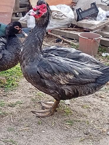 pekin ordəyi: Moskva ördəyi (indo-ördək) – sağlam, iri cüssəli sürü. yumurtalarinin — 4