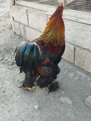 heyvanlara verilen adlar: Курица, Brama, Для разведения, Платная доставка, Бесплатная доставка — 5