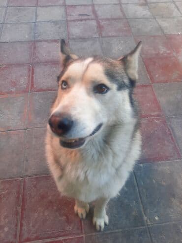 cütləş: Xaski, 6 il, Cütləşmə üçün — 5