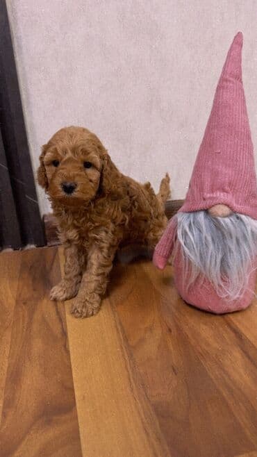 donuz balası: Pudel, 1 ay, Erkek, Peyvəndli, Ünvandan götürmə — 3